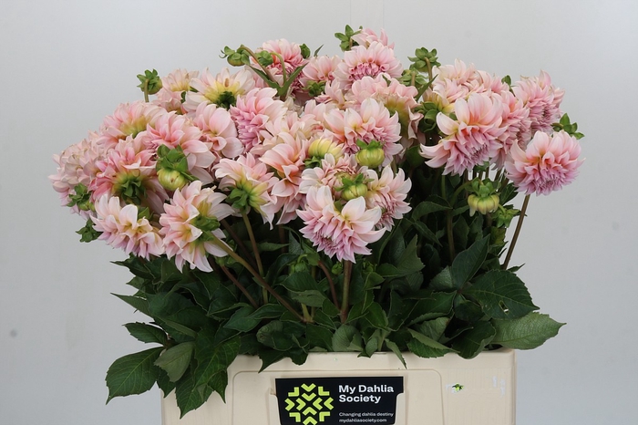 Dahlia Peaches