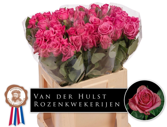 <h4>R GR KISS ME KATE</h4>