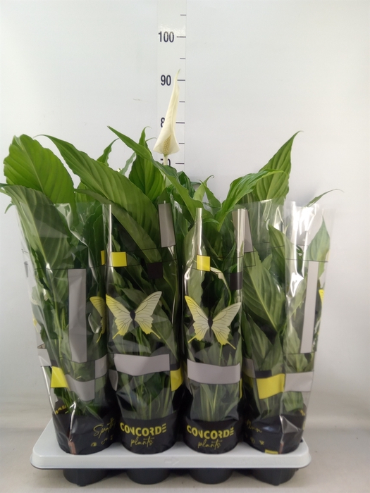 <h4>Spathiphyllum  'Sweet Chico'</h4>