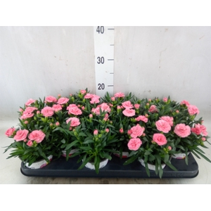 Dianthus  'Oscar Pink And Purple'
