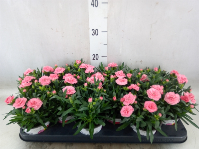 <h4>Dianthus  'Oscar Pink And Purple'</h4>