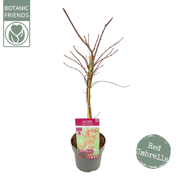 <h4>Acer palm. 'Garnet'</h4>