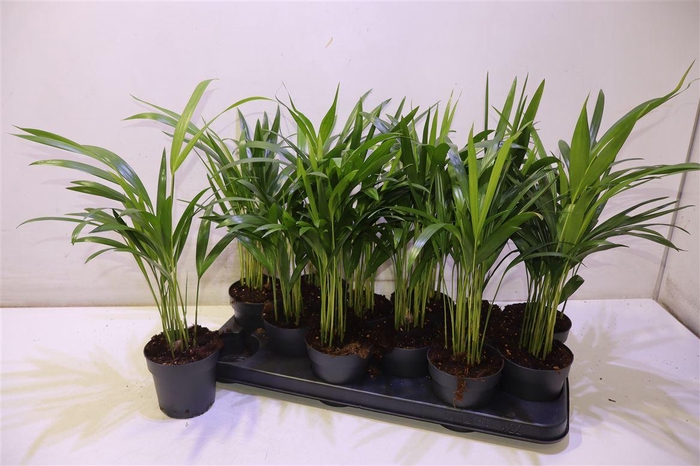 <h4>Dypsis Lutescens</h4>