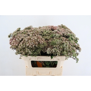 SEDUM MATRONA