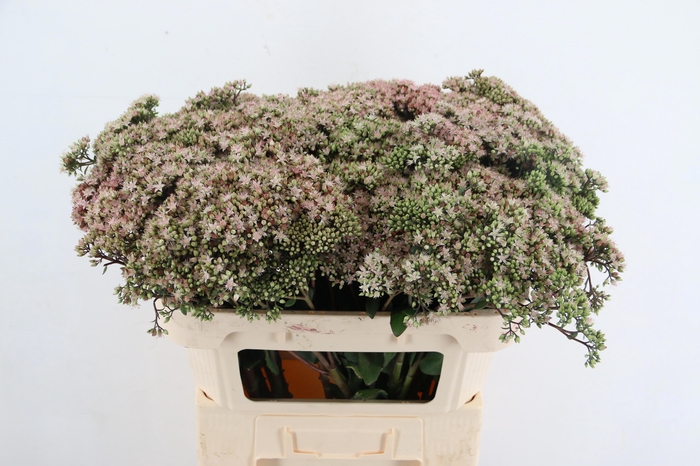 <h4>SEDUM MATRONA</h4>