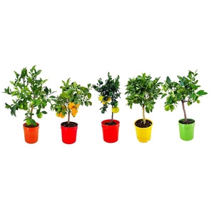 Citrus mix