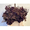 Cotinus Blad
