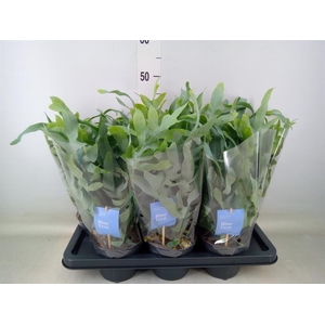 Phlebodium aureum 'Blue Star'