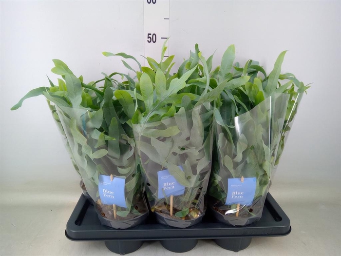 <h4>Phlebodium aureum 'Blue Star'</h4>