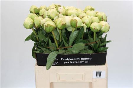 <h4>Paeonia Ivory Victory</h4>