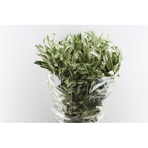 DECOGROEN OV