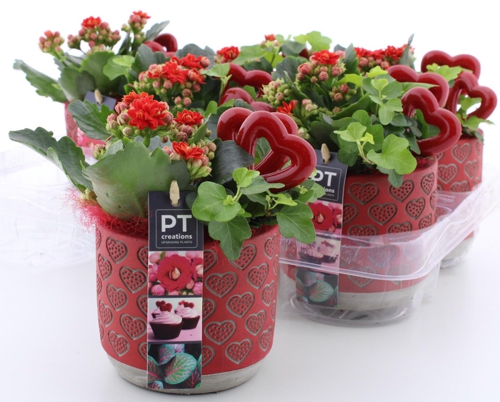 <h4>ARR KAMERPL</h4>