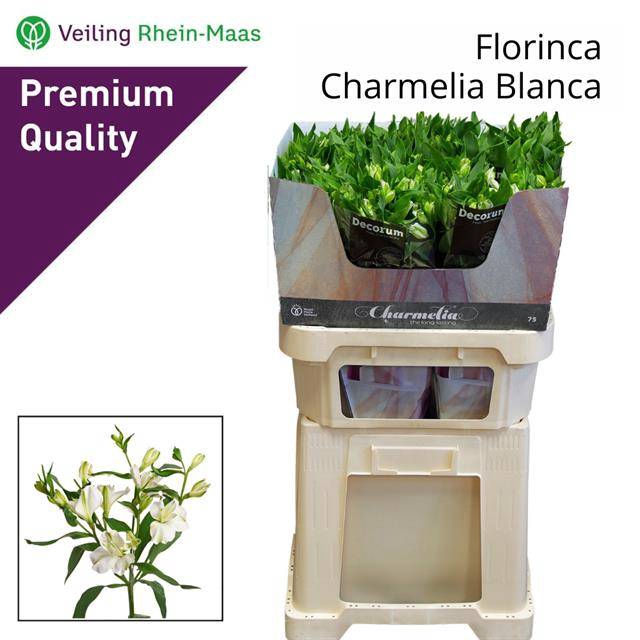 <h4>ALST FL CHARME BLANC</h4>
