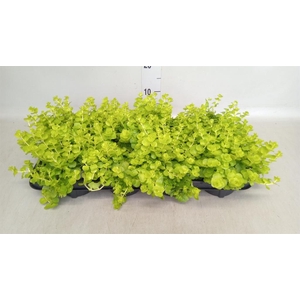 Lysimachia nummularia
