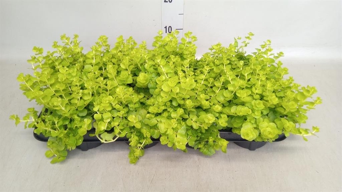 <h4>Lysimachia nummularia</h4>