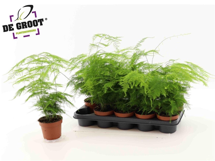 <h4>Asparagus setaceus </h4>