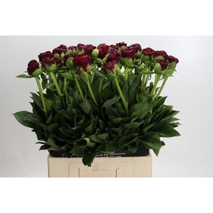 Paeonia (Herb. Hybrid Grp) 'Old Faithful'