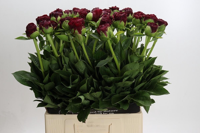 Paeonia Old Faithful