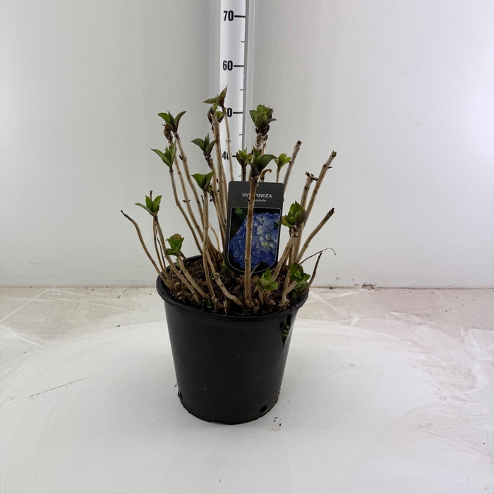 <h4>HYDR M BODENSEE</h4>