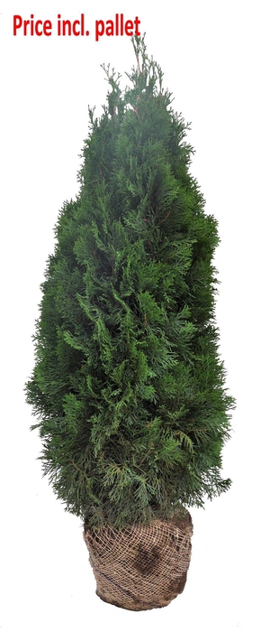 <h4>Thuja occ. Smaragd, plantmaat 120-140 cm - Rondgestoken - KLUIT</h4>