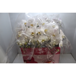PHALAENOPSIS CASCATA P15 BRANCO 3 HT