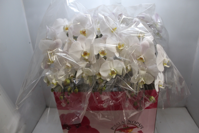 <h4>PHALAENOPSIS CASCATA P15 BRANCO 3 HT</h4>