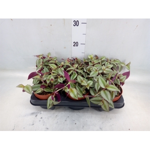 Tradescantia zebr. 'Violet Hill'