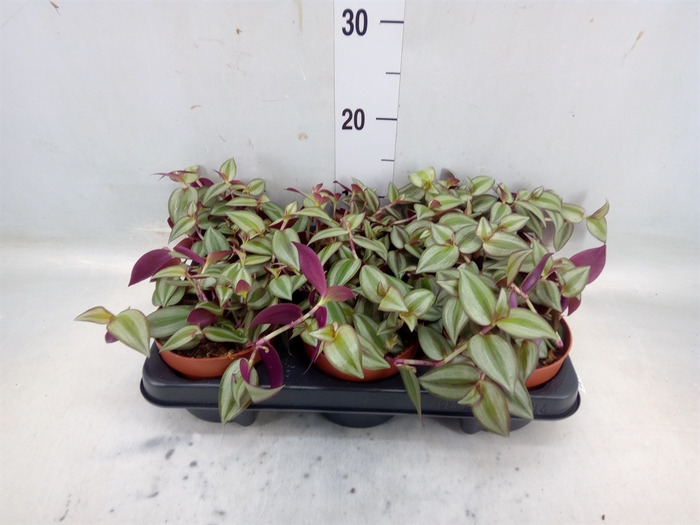 <h4>Tradescantia zebr. 'Violet Hill'</h4>