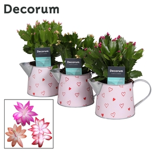 Schlumbergera - 10,5 cm - Sweet Watering Can- Decorum