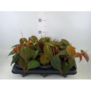 Philodendron scand. subsp. micans
