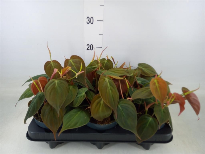 <h4>Philodendron scand. subsp. micans</h4>