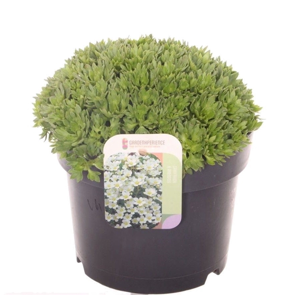 <h4>Saxifraga Alpino Early Picotee</h4>