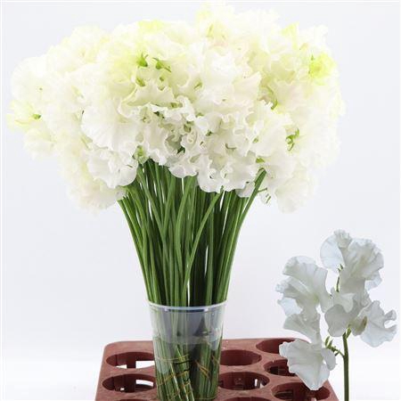 <h4>Lathyrus White Moonlig</h4>