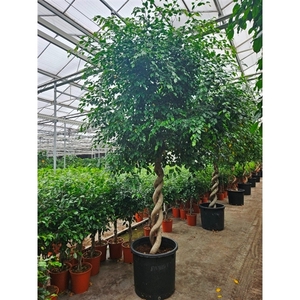 Ficus Exotica