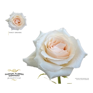 Rosa Garden Fancy Dreams