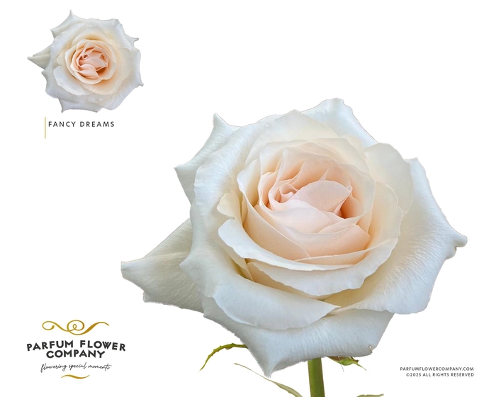 Rosa Garden Fancy Dreams