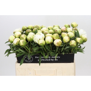 Paeonia Fringed Ivory