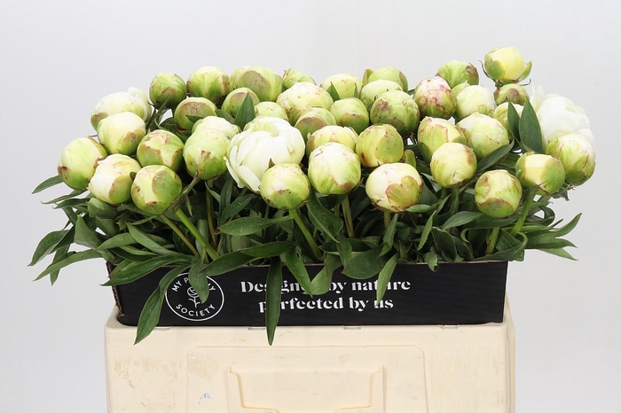 <h4>Paeonia Fringed Ivory</h4>