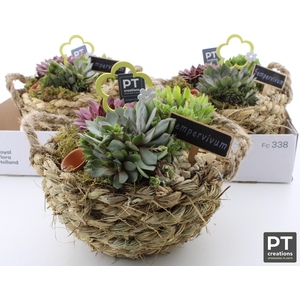 ARR SEMPERVIVUM