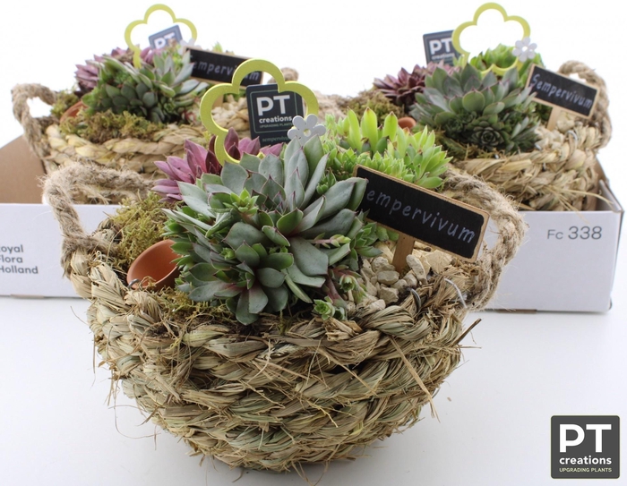 <h4>ARR SEMPERVIVUM</h4>