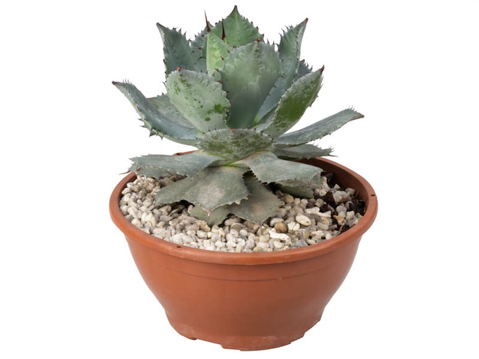 <h4>AGAVE PARRYI C21</h4>