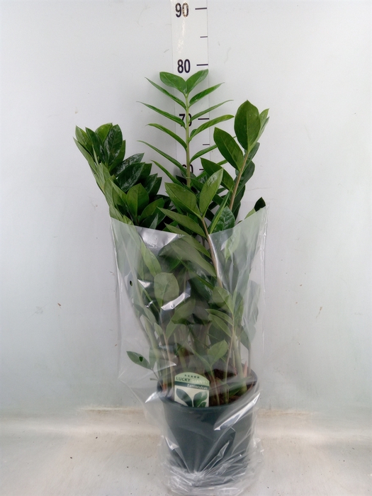 <h4>Zamioculcas zamiifolia</h4>