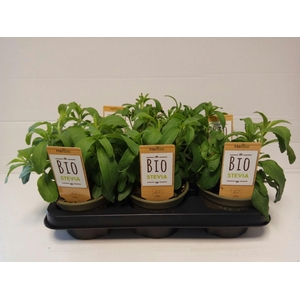 Stevia P12 HERBIO steker