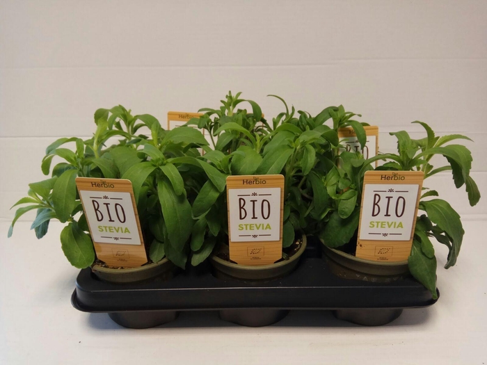 <h4>Stevia P12 HERBIO steker</h4>