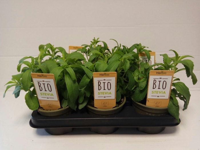 <h4>Stevia P12 HERBIO steker</h4>