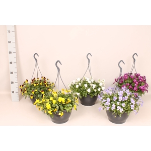 Hangpot 23 cm Viola cornuta Divers