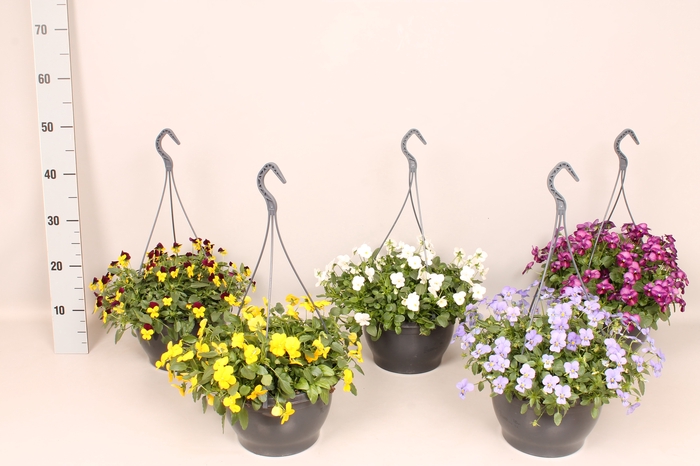 <h4>Hangpot 23 cm Viola cornuta Divers</h4>