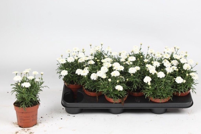 <h4>.Argyranthemum frutescens overig</h4>