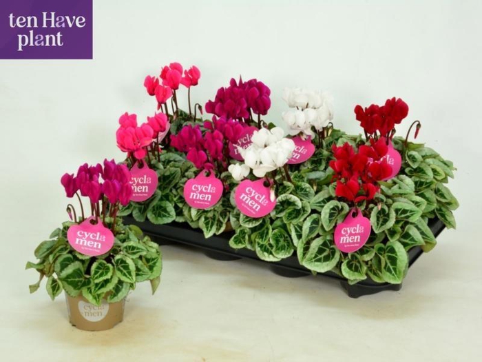 <h4>CYCL KL SUP PICASSO</h4>