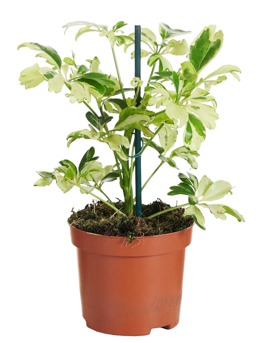 <h4>Schefflera Janine</h4>